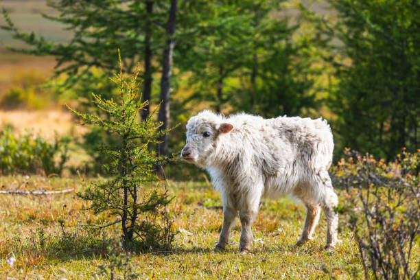 Cute young domestic Yak grazing in northern Mongolia