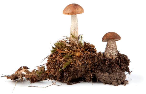 istock Birch bolete mushrooms 171350217