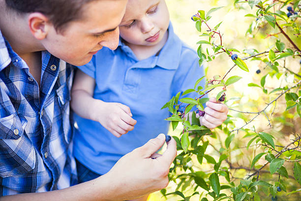 Blueberry Bush and Family