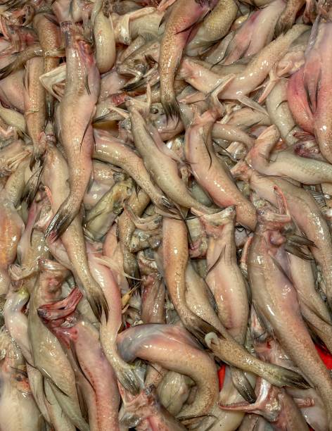 istock Bombay duck fish in the fish market. 1713504094