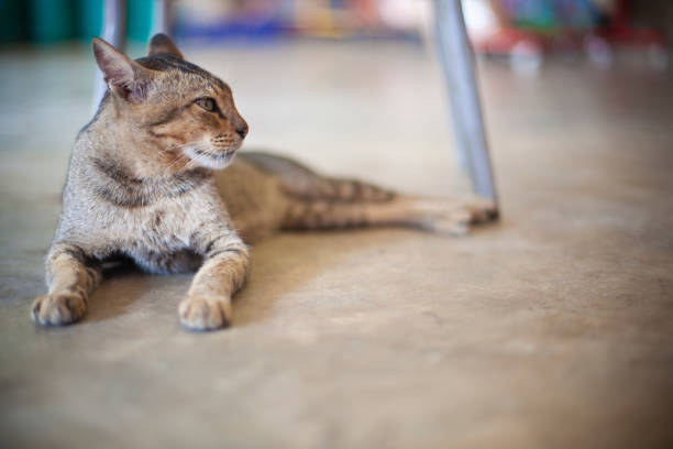 A small street cat resting under a table. Horizontal format. Short depth of field.