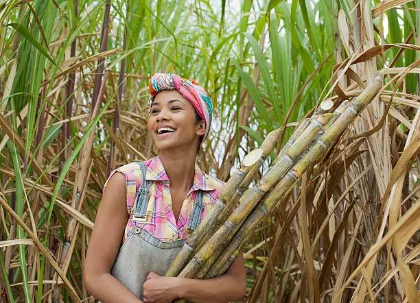 Photo of Portrait of a sugar cane worker