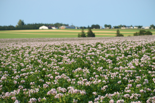 a beautiful rural landscape with long rows blooming potato plantsand a blue sky in summer