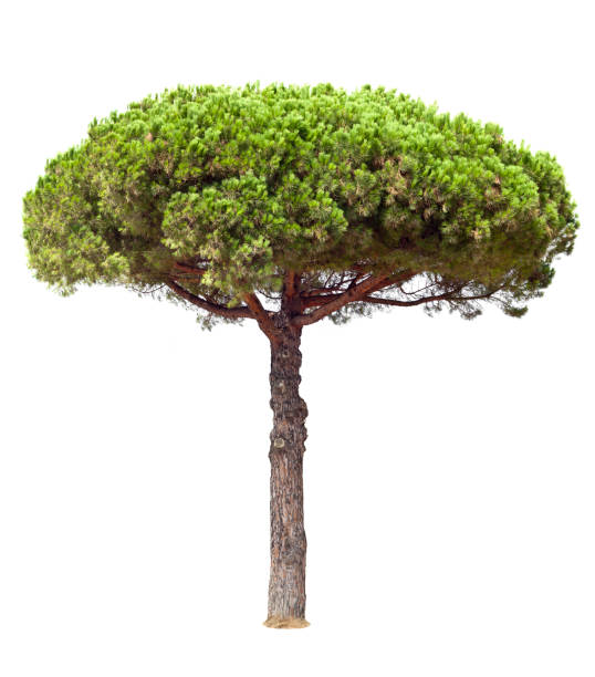 Stone Pine Isolated On White "Stone pine isolated on white. Tuscany, Italy." pinus pinea photos stock pictures, royalty-free photos & images