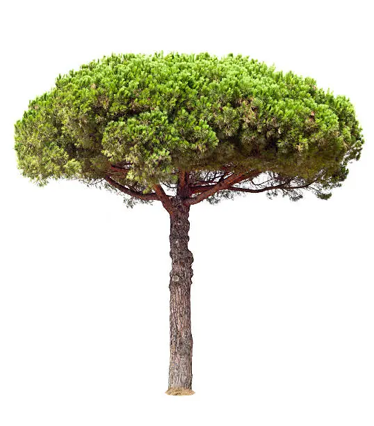 "Stone pine isolated on white. Tuscany, Italy."