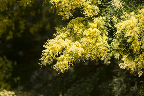 Australian golden wattle flowers