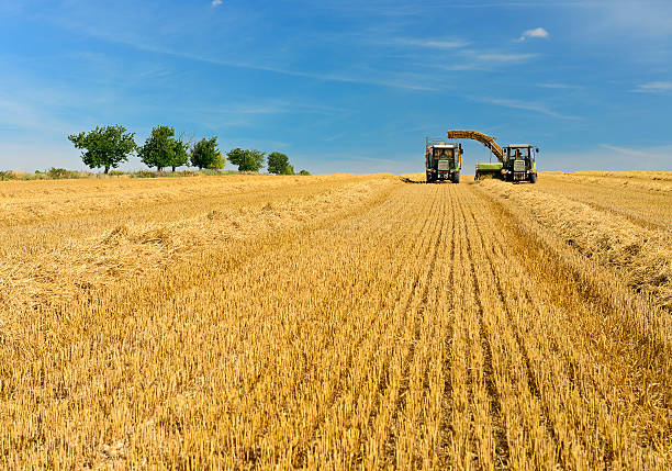 Farmers Harvesting Straw Bales in Stubble Field under Blue Sky Farmers Harvesting Straw Bales with their Tractors field stubble stock pictures, royalty-free photos & images