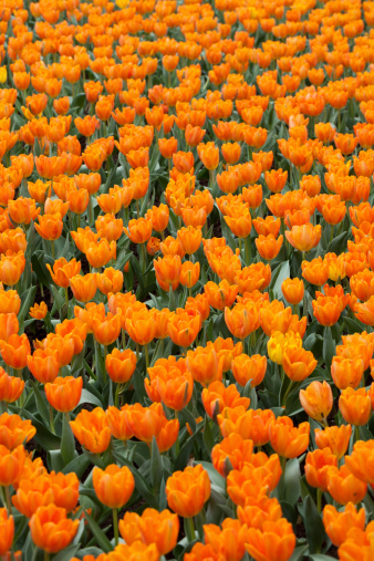 Flower garden full of orange tulips.