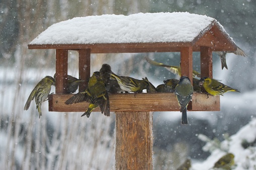 Beautiful winter scenery with many song birds eating in the bird house within a heavy snowfall