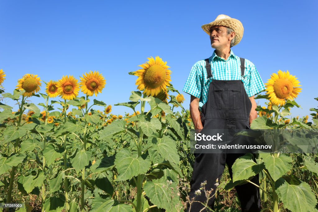 Farmer and sunflower Adult Stock Photo