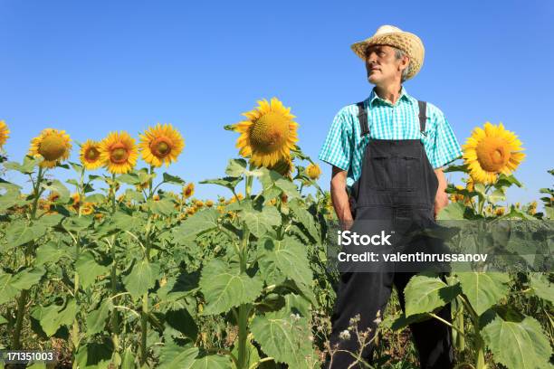 Фермер И Sunflower — стоковые фотографии и другие картинки Взрослый - Взрослый, Время года, Горизонтальный