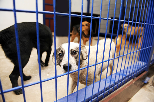 Horizontal portrait of a beautiful white Pit Bull Terrier in a kennel waiting to be adopted.