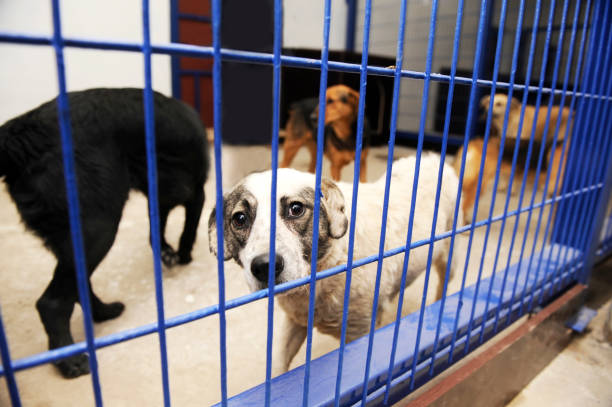 Dog shelters "Cute sad dog in the dog shelters, shallow doff" sad dog shelter stock pictures, royalty-free photos & images