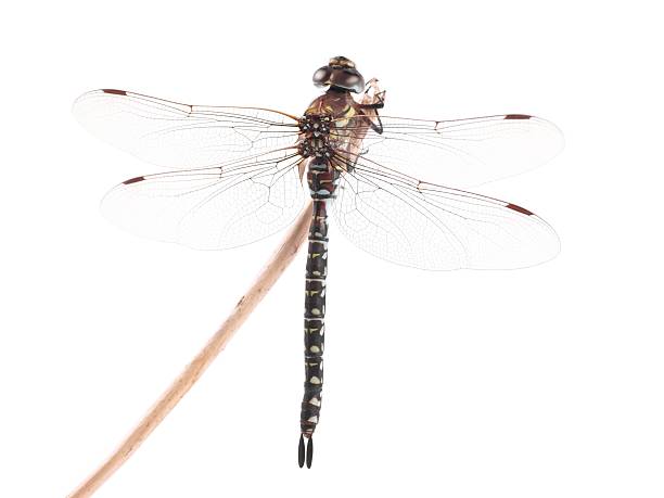 istock Dragonfly, Migrant Hawker (Aeshna mixta), on a white background 171351527