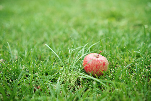 Ripe red apple in the green grass, an apple fallen from a tree. Autumn harvest.