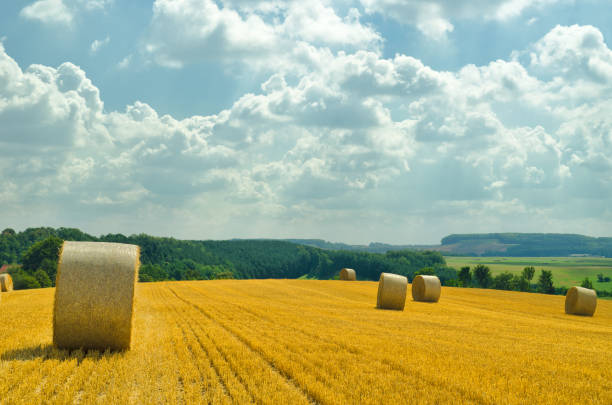 istock bale of straw on field 171351565