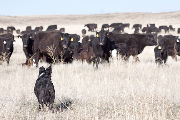 경견 및 축우 개방 범위 - cattle dog 뉴스 사진 이미지