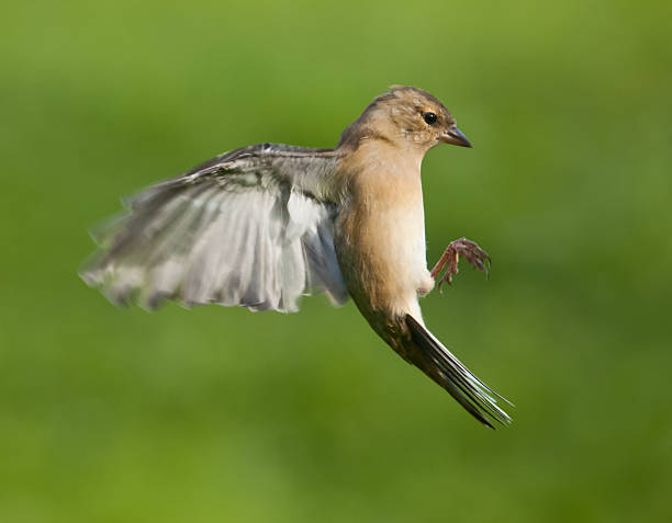 istock Female Chaffinch (Fringilla coelebs) in flight 171351584