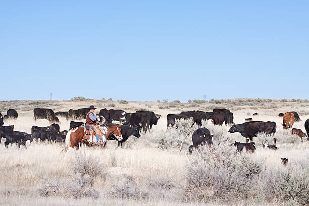 istock Cowboy Herding of Angus Cattle on Open Range 171351619