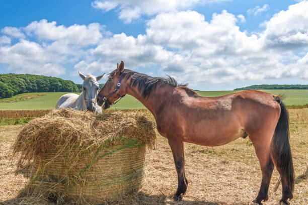 istock Two horses eat hay in a paddock 1713520024