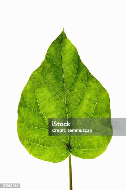Leaf Seria - zdjęcia stockowe i więcej obrazów Liść - Liść, Zbliżenie, Białe tło