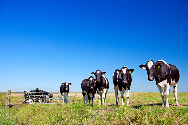 istock Cows in a grassy field on a clear day 171352267