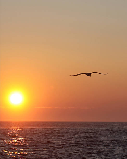 istock Seagull  Flies Into The Sunset 171352386