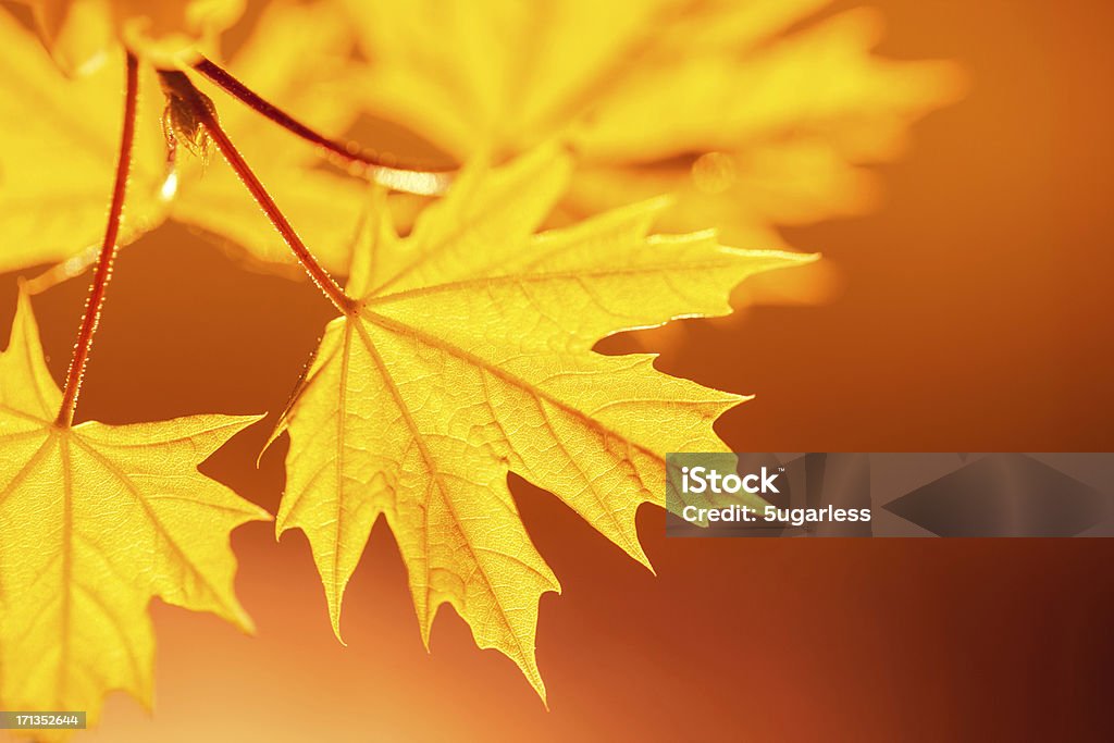 Des feuilles d'automne - Photo de 2000-2009 libre de droits