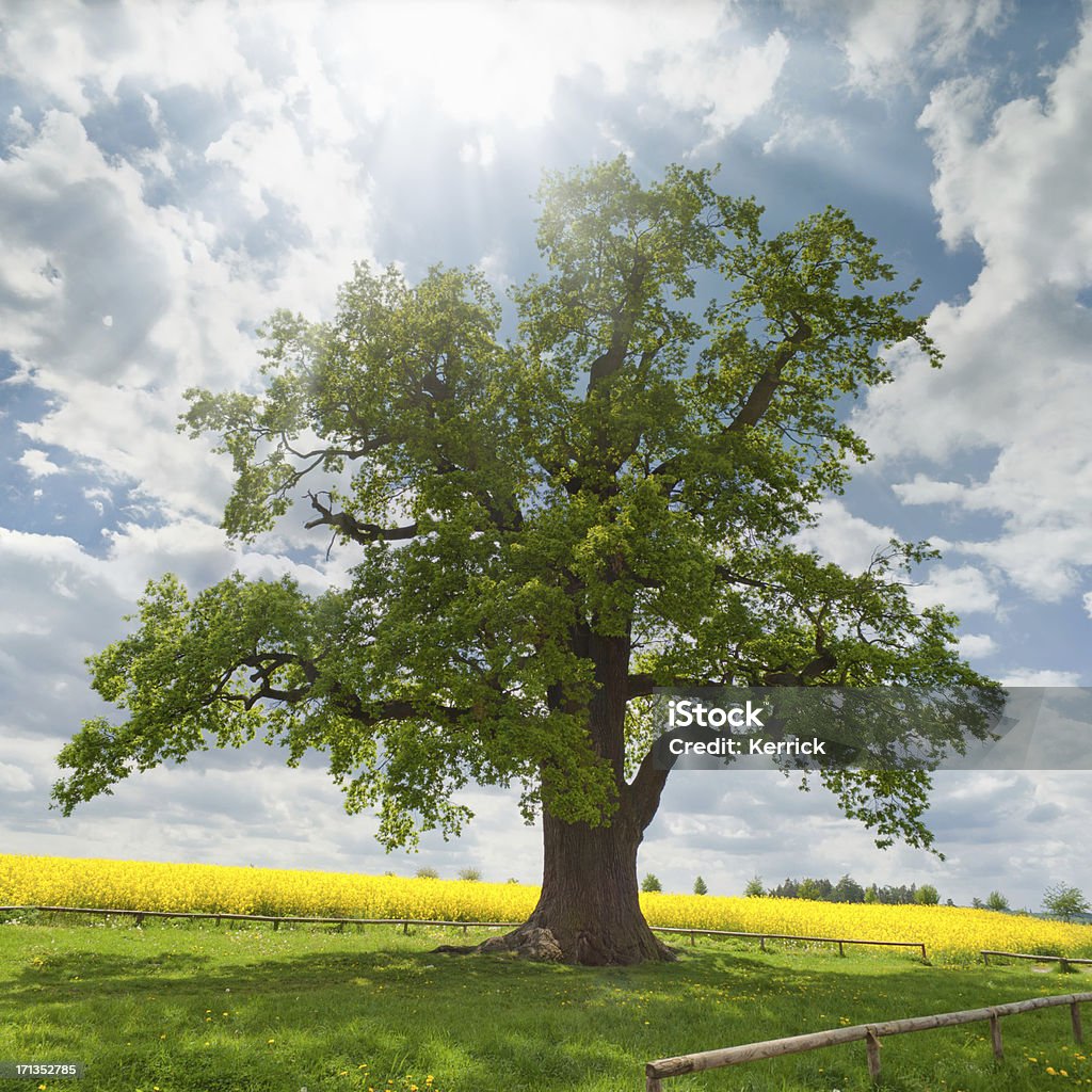 Chêne unique sur les viols champ - Photo de Chêne libre de droits