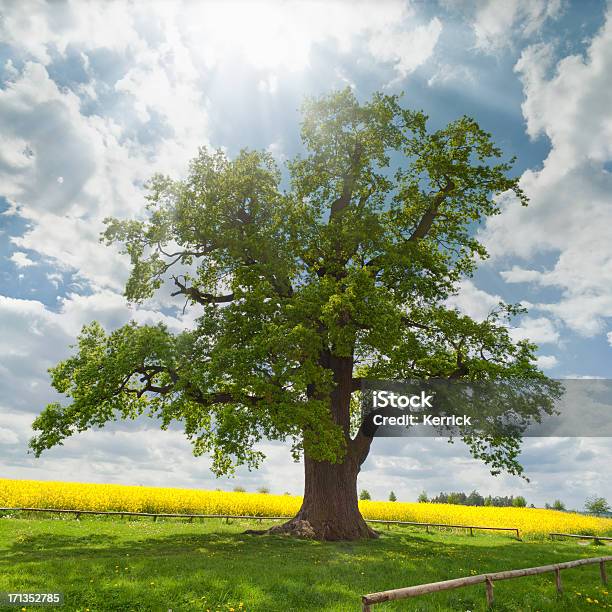 Quercia Sul Campo Di Stupro Singolo - Fotografie stock e altre immagini di Quercia - Quercia, Vecchio, Albero