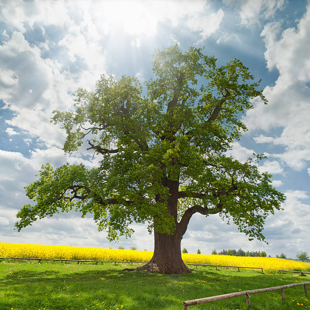single oak at rape field single very old oak - called kalte Eiche (cold oak) located in Gera, Germany. 450 years old. Outline size 6,30m. Photo taken in may.  old tree stock pictures, royalty-free photos & images