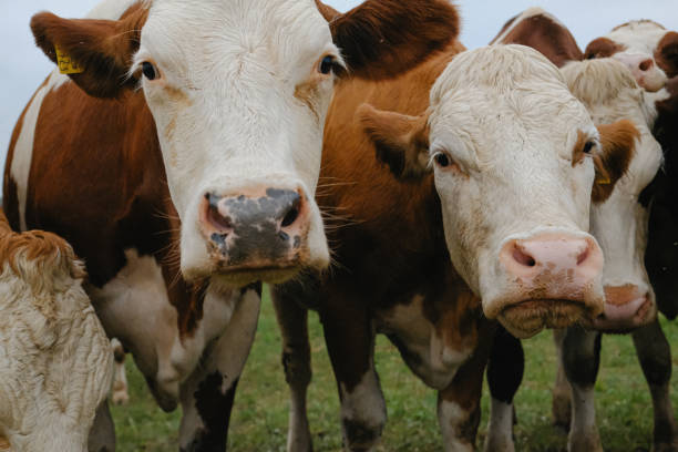 istock Beautiful cows from farm 1713528160
