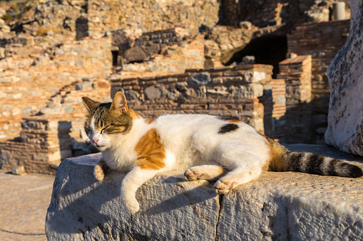 Cat on Ruins of the ancient city Ephesus, the ancient Greek city in Turkey, in a beautiful summer day