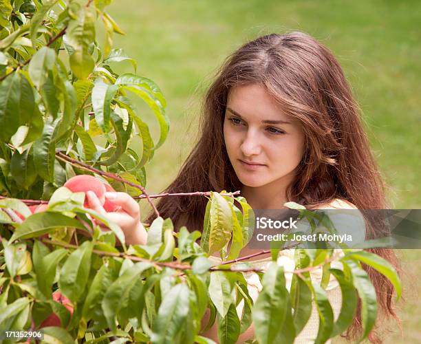 Молодая Женщина Собирать Плоды — стоковые фотографии и другие картинки 16-17 лет - 16-17 лет, Весёлый, Взрослый