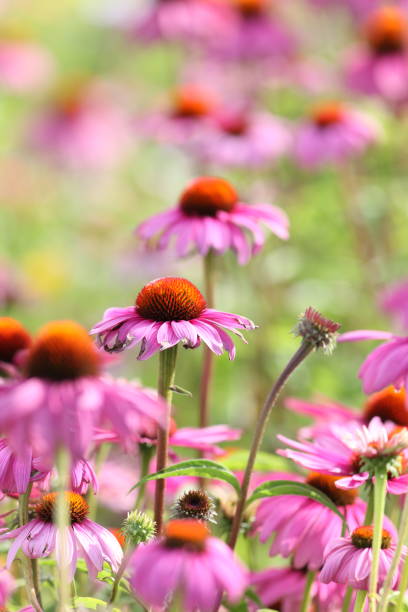 istock blooming purple coneflower Echinacea purpurea 171352990