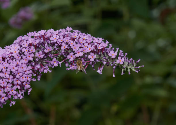 istock butterfly bush---buddleja davidii--in bloom,Rhineland,Germany 1713530306