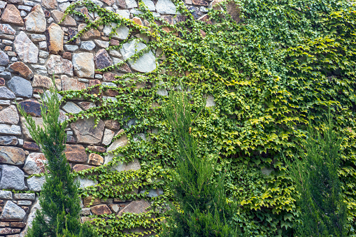 Wall texture made of wild stones for background and design intertwined with plants.