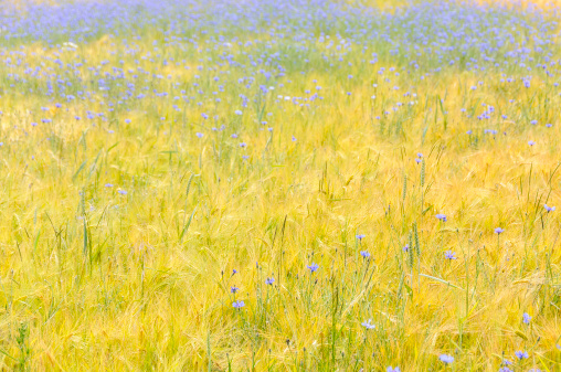 Beautiful yellow grain field, scattered with many bluebottles Horizontal orientation.