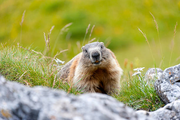 Alpine Marmot "Alpine marmot in the Dolomites, looking at the camera. with teeth visible. Surrounded by rocks, grass and edelweiss." woodchuck photos stock pictures, royalty-free photos & images