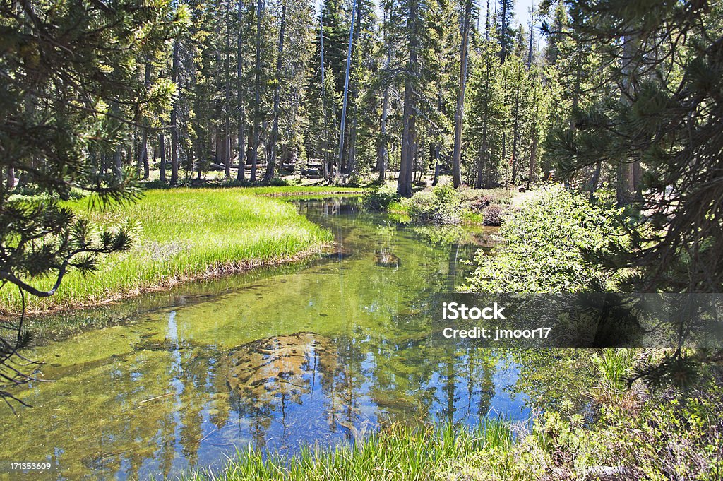 Sierra Nevada Mountain Creek - Lizenzfrei Amerikanische Sierra Nevada Stock-Foto