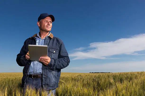 An image from the agricultural industry of a farmer in a wheatfield holding a tablet PC.