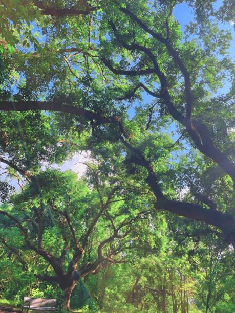 istock Sun Beams in Oak Trees 3 1713538479