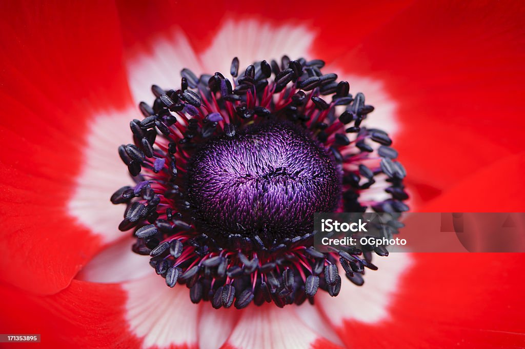 Anémona rojo amapola - Foto de stock de Amapola - Planta libre de derechos