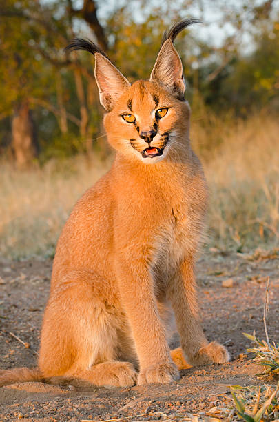 istock Caracal cat - South Africa 171354037