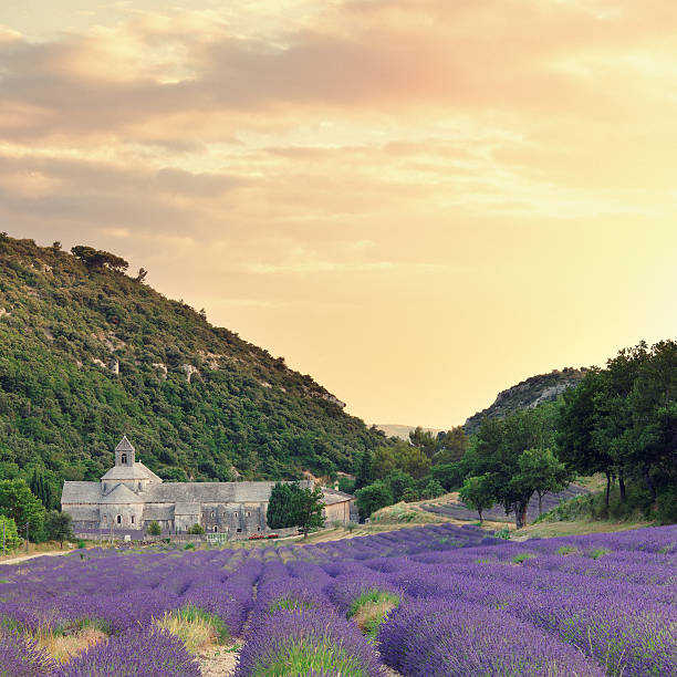 istock Abbey with blooming lavender field at dusk 171354272