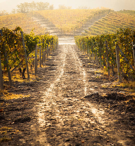 Field of vineyard in tuscany during a fall day.