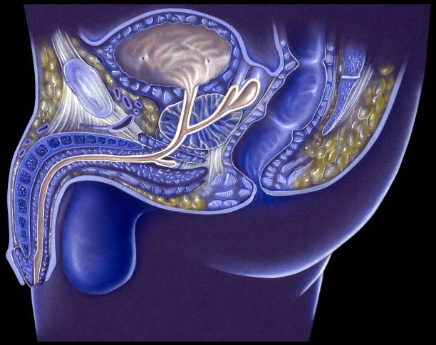 Pelvis - Male False Color Cutaway View Anatomy of the male urinary and reproductive systems, cutaway cross section. Shown are the urinary bladder, ureteral orifice, rectum, rectal sphincter, bulbourethral gland (Cowper's gland), fossa navicularis and external meatus of the urethra, dorsal vein of the penis, penis, scrotum, prostate gland, and prostatic fascia. male reproductive system cross section stock illustrations
