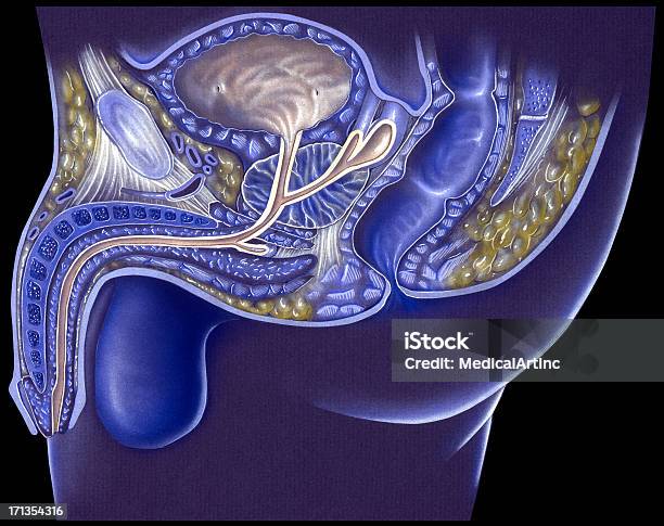 Pelvis Male False Color Cutaway View Stock Illustration - Download Image Now - Prostate Gland, Anatomy, Males