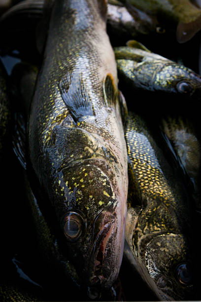 Walleye – Foto