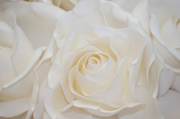 istock White rose petals close up macro photography. 1713546912